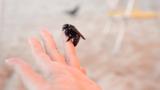 A giant black carpenter bee cleans and dries itself on a persons hand, after being rescued from the waves on the beach