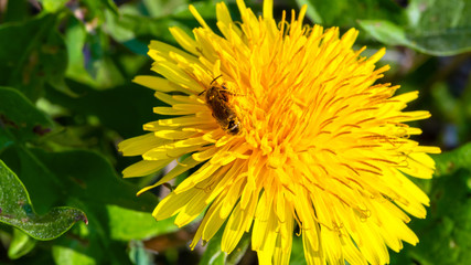 Dandelion flower closeup