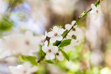 Beautiful spring flowering trees. Close-up. Selective focus. Bokeh. Floral background.