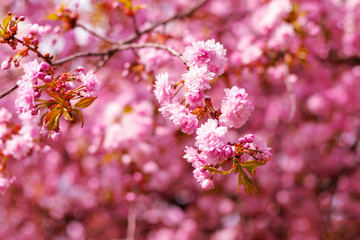 Beautiful spring flowering trees. Close-up. Selective focus. Bokeh. Floral background.