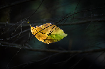 Isolated leaf in autumn sun