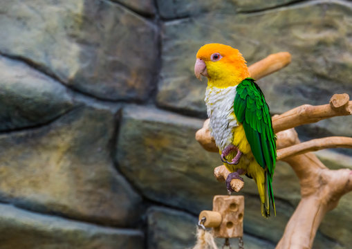 portrait of a white bellied caique, popular and colorful pet in aviculture, Endangered bird specie from the Amazon of Brazil