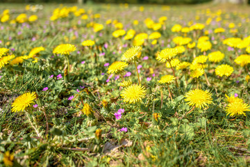 Dandelions, Taraxacum officinale flowers.