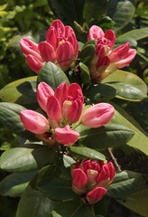 rhododendron bush with pink flowers and buds