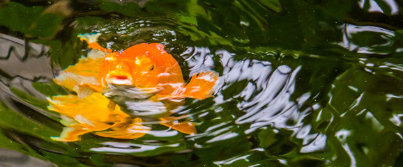 big orange carp swimming in the water and coming to the surface, popular ornamental fish and pet