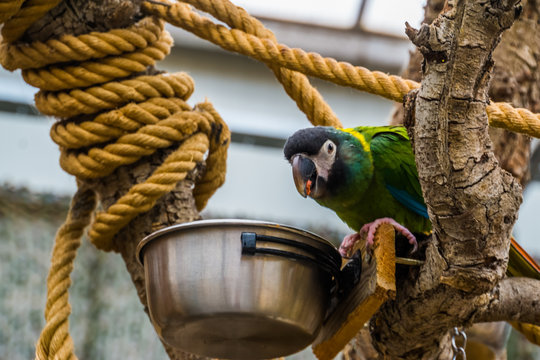 yellow collared macaw parrot eating from a bowl, pet care in aviculture, popular colorful bird from brazil
