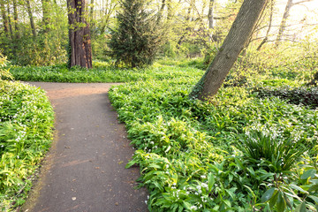 Flowering Ramsons or wild garlic plants.
