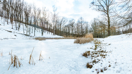 Natural forest in winter by fisheye