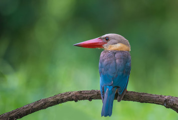 Strork-billed Kingfisher on branch on green background.