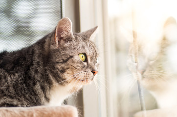 Portrait of tabby cat looking out of the window