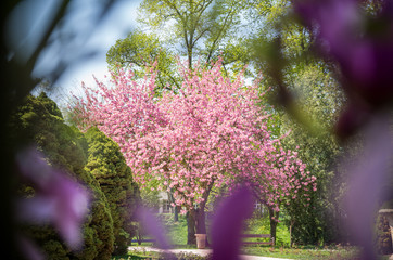 Obraz premium Blooming cherry tree in city park
