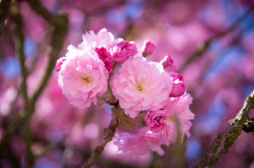 Fototapeta premium First spring Purple cherry tree blossom