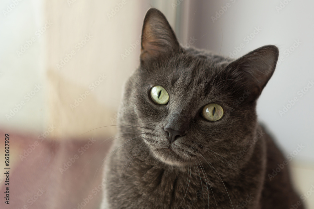 Wall mural Portrait of fat blue russian cat. Copyspace