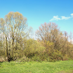 Landscape with blackberry bushes and poplar trees in the spring.