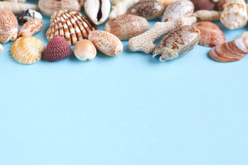 Summer vacation composition idea, seashells on blue background