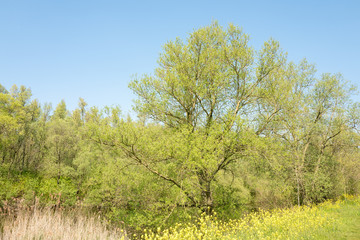 Landscape with a lake in the spring with Poplar trees and Colza flowers, Brassica napus, in the Vlietlanden in Leidschendam in The Netherlands.