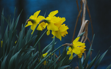 Obraz na płótnie Canvas Daffodils next to the water's edge