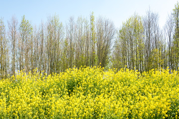 Colza flowers, rapeseed, and trees in the springtime in nature reserve The Vlietlanden in Voorschoten, The Netherlands.