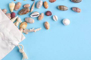 Summer vacation composition idea, seashells on blue background