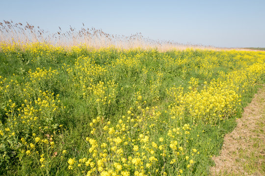 Dike with colza flowers, rapeseed, in the springtime in nature reserve The Vlietlanden in Voorschoten, The Netherlands.