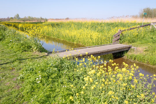 Colza flowers, rapeseed, in the springtime in nature reserve The Vlietlanden in Voorschoten, The Netherlands.