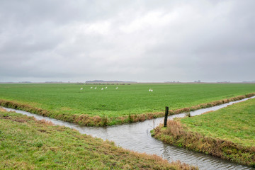 Fototapeta na wymiar Landscape with meadows and ditches with dreary weather.