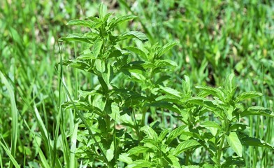 menthe aquatique