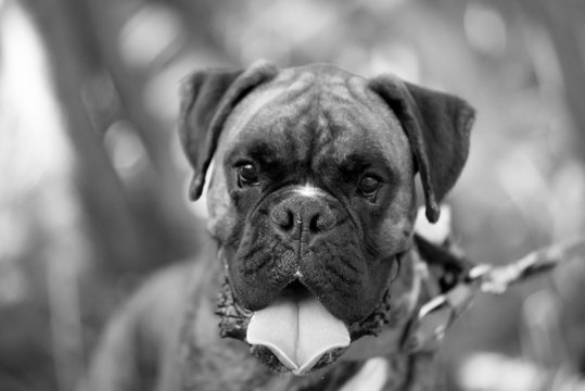 Portrait of a boxer breed dog on a summer day close-up black and white image.