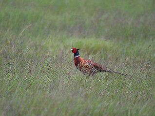 Jagdfasan im Gras
