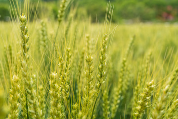 緑の麦の穂