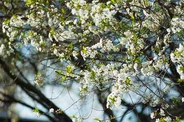 Blooming cherry with white flowers on in the garden on a sunny day.