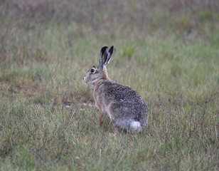 Feldhase im Gras