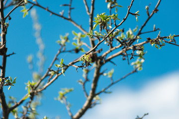 Sprigs of apple with leaves against the blue sky close-up.