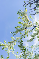 Blooming cherry with white flowers against the blue sky.