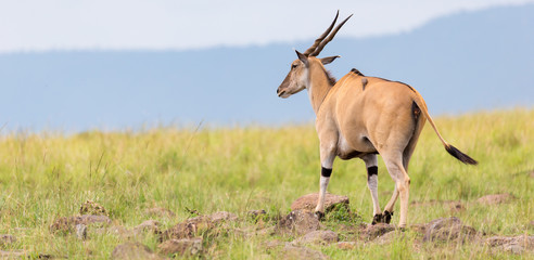 Elend antilope in the Kenyan savanna between the different plants