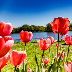 In the Central Park of culture and recreation of St. Petersburg grew beautiful tulips of different species and varieties. The festival of colors.