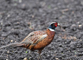 Jagdfasan im Acker