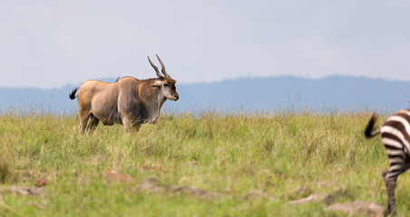 Elend antilope in the Kenyan savanna between the different plants