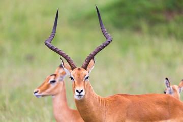 Naklejka na ściany i meble A lot of Impala antelopes in the grass landscape of the Kenyan savanna