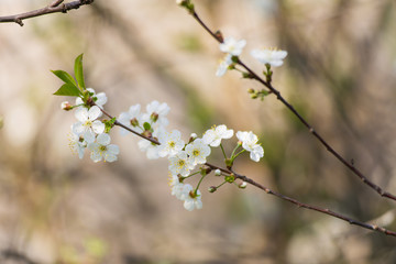 Obraz premium Twig blossoming cherry with white flowers closeup.