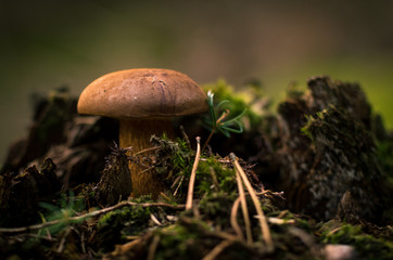 Detail of brown Boletus mushroom