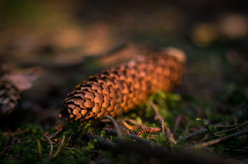 Pine cone lying in forest