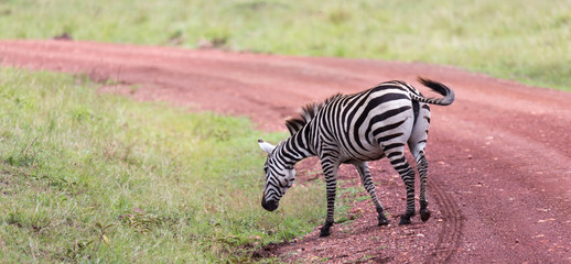 A Zebra family grazes in the savanna in close proximity to other animals