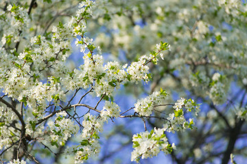 Blooming cherry with white flowers against the blue sky.