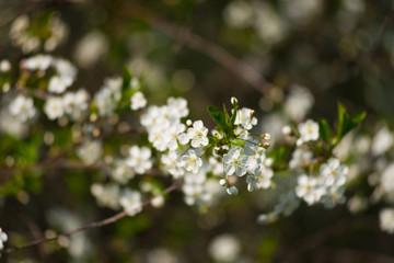 Twig blossoming cherry with white flowers closeup.