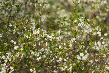 Blooming cherry with white flowers on in the garden on a sunny day.