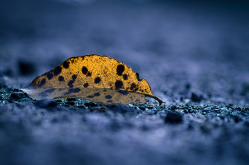 Autumn leaf hanging from branch