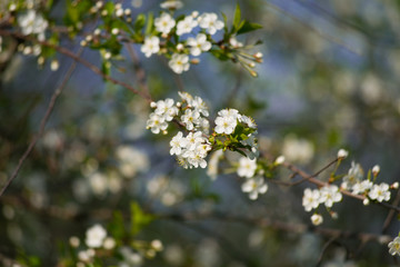 Twig blossoming cherry with white flowers closeup.