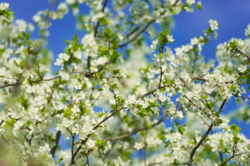 Blooming cherry with white flowers against the blue sky.