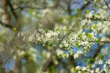 Blooming cherry with white flowers on in the garden on a sunny day.